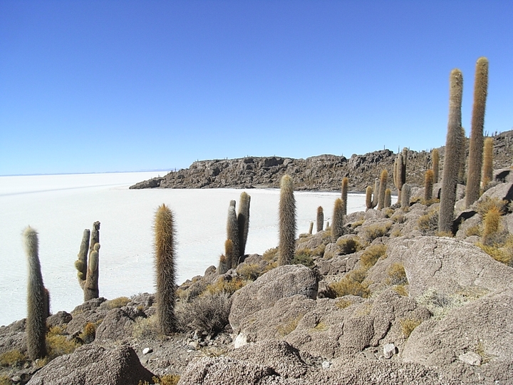 Isla Inca Huasi Salar de Uyuni - Bolivien